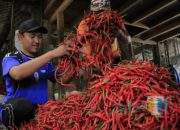 Pasokan Naik, Harga Cabai di Kediri Turun Drastis, Cabai Rawit Anjlok