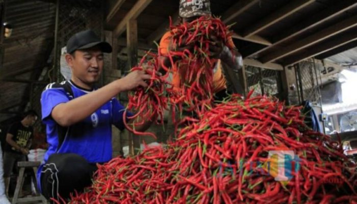 Pasokan Naik, Harga Cabai di Kediri Turun Drastis, Cabai Rawit Anjlok