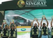 Syngenta Luncurkan Benih Padi Hibrida Ningrat (NK2133) Dukung Swasembada Beras.