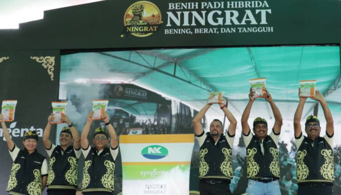 Syngenta Luncurkan Benih Padi Hibrida Ningrat (NK2133) Dukung Swasembada Beras.