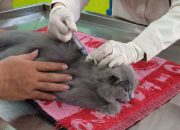 Disnakkan Bondowoso Siapkan 117 Dosis Vaksin Rabies untuk 2025, Vaksinasi Dilakukan di Setiap Puskeswan