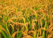 Jawa Timur Cetak Rekor Produksi Padi Tertinggi Nasional, Khofifah: Jatim Siap Dukung Program Makan Bergizi Gratis