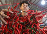 Harga Cabai Rawit di Kediri Tembus Rp95.000/Kg di Awal Ramadan