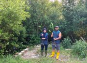 Hijaukan Pesisir Surabaya, PT Terminal Petikemas Surabaya Salurkan 3.000 Bibit Mangrove di Sontoh Laut