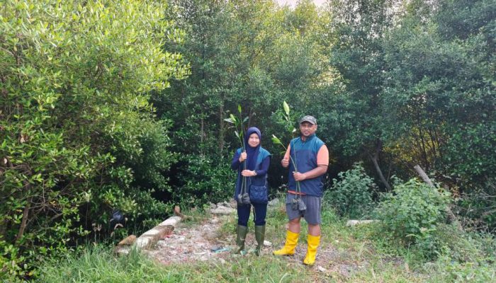 Hijaukan Pesisir Surabaya, PT Terminal Petikemas Surabaya Salurkan 3.000 Bibit Mangrove di Sontoh Laut