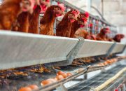 Kementan Pastikan Pelaku Usaha Komit Serap Ayam Hidup untuk Dongkrak Harga Broiler di Tingkat Peternak
