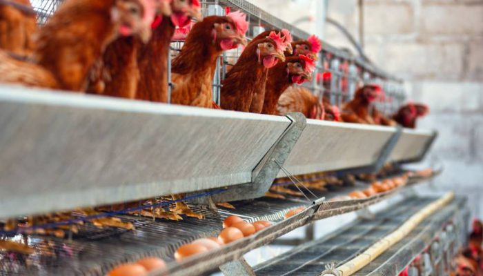 Kementan Pastikan Pelaku Usaha Komit Serap Ayam Hidup untuk Dongkrak Harga Broiler di Tingkat Peternak