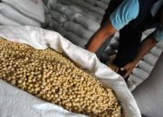 Impor Masih Tembus 93 Persen, Ini 10 Jurus Kemenko Pangan Genjot Produksi Kedelai Lokal