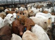 Kejar Swasembada Daging, Pemerintah Buru Sapi Indukan dari Brasil