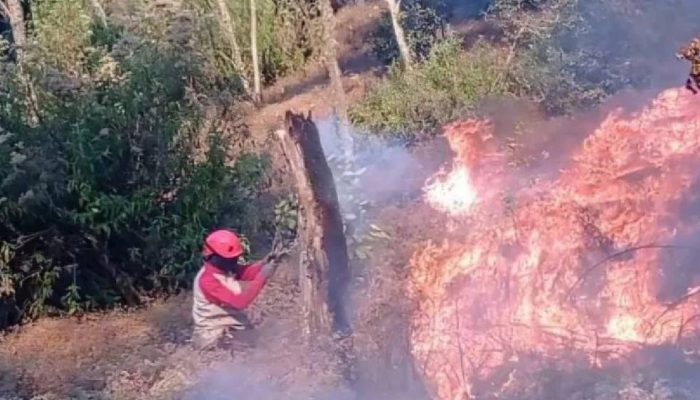 Karhutla Gunung Butak Padam, BPBD Malang Sebut Area Terdampak Capai 500 Hektare