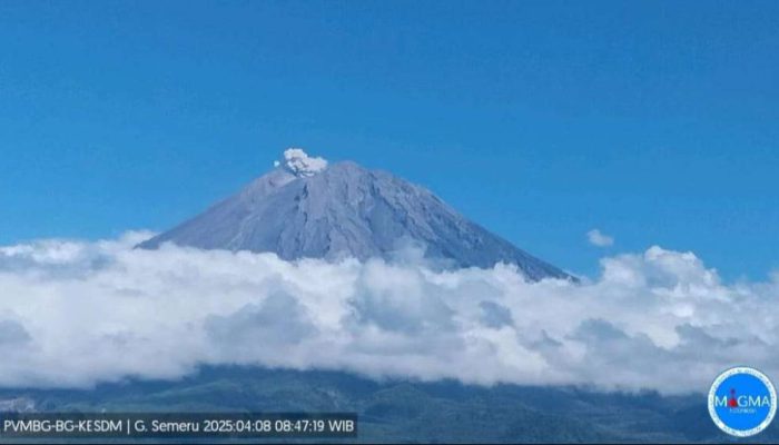 Gunung Semeru Erupsi 126 Detik, Abu Tebal Bergerak ke Arah Utara